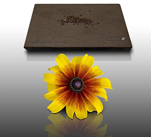 100 graines Fleurs à semer - Le Grenier d'Abondance - RUDBECKIA Hirta Gloriosa Daisies