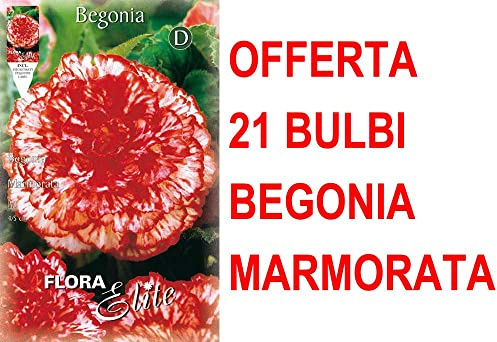 OFFERTA 21 BULBI BEGONIA MARMORATA BULBS BULBES