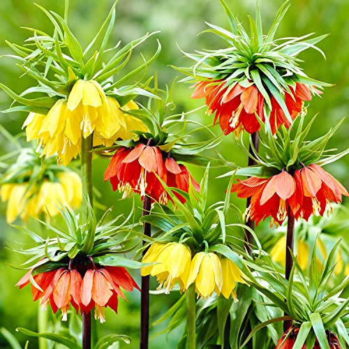 Dutch Bulbs Couronnes impériales Fritillaria Imperialis mélange de bulbes (6 pièces), vivaces résistants à l'hiver, plantes de Hollande pour le jardin et les pots (gros bulbes, pas de graines)