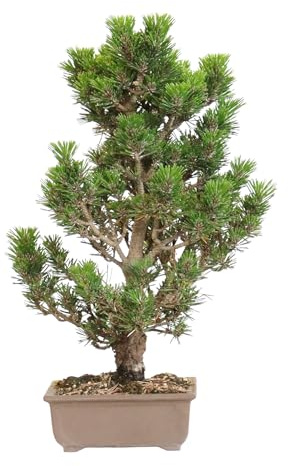 KENTIS - Bonsai Pinus Thunbergii Kotobuki Coltivato in Giappone - Pino Nero Giapponese - Pianta Vera da Esterno - Vaso in Ceramica 15 cm