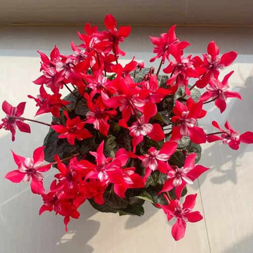 semi resistenti di ciclamino resistenti all'esterno ciclamino per luoghi soleggiati selvatici balcone giardino, 150pcs