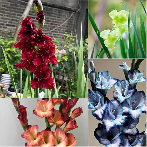 bulbi di gladioli di giardino perenni resistenti bulbo giardino rocce resistenti bulbi primavera per 15pcs