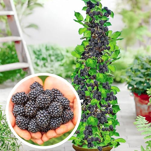 Säulen Brombeeren 'Navaho' dornenlos, 1 Pflanze im topf, Rubus fruticosa, Beerenobst, Brombeerpflanze, Säulenobst, winterhart, Säule für kleine Gärten, Balkone, Terrassen, Obstpflanzen, Gartenpflanzen