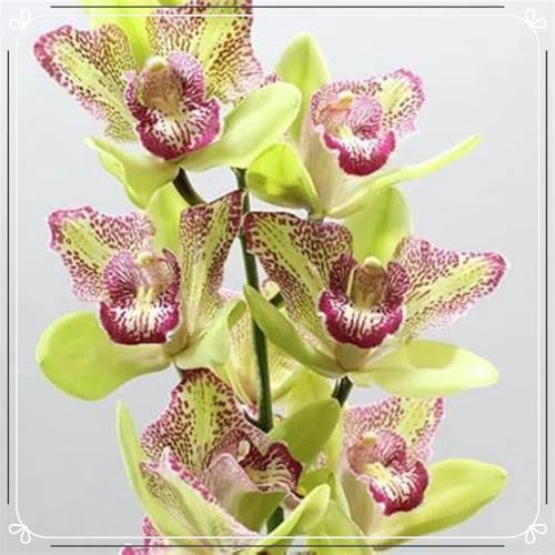 Orquídea Cymbidium, planta Cymbidium real,Plantas herbáceas perennes, paisajismo, decoración de jardín (sin flores artificiales ni semillas)-3pezzo-M