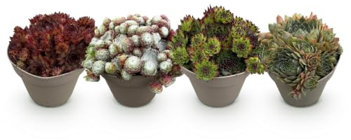 Golvdecker Sempervivum Big Sam – 4 växter – vinterhård – olika färger – lättskött husrot för rabatter, stenträdgårdar, balkong och terrass – Ø 14 cm höjd 17 cm