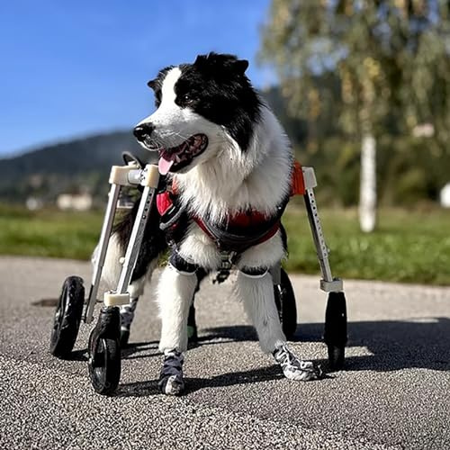 4-hjuls hund rullstol, fullt stöd för gjorda hundar XS till L, mångsidig 2 hjul välj hund knästöd för dubbla bakben (blå)