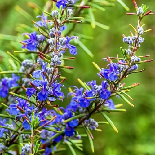 semillas de romero orgánicas - jardín raras resistentes perennes decoración 250pcs