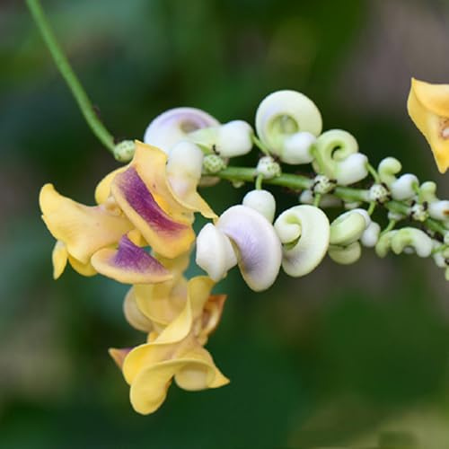 semillas de frijol caracol - Vigna caracalla - jardín, perennes, resistentes. trepadoras 20pcs