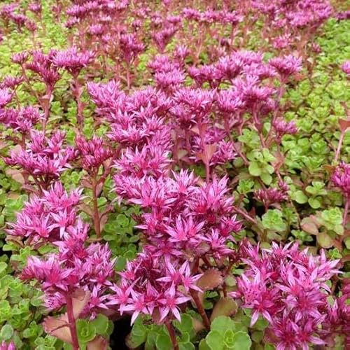 6x Orpin spurium 'Schorbuser Blut' – Sedum spurium ‘Schorbuser Blut’ – Godet 9x9cm | Fleurs rouges, croissance rapide