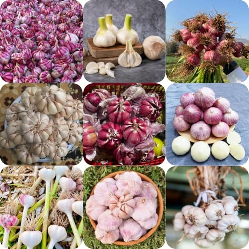 semillas de ajo balcón invernadero de invierno ajo invierno exótico jardín extraño perennes resistentes variedades antiguas variedades antiguas 500pcs