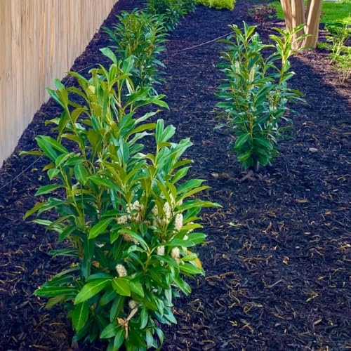 semillas de seto de laurel cerezo, resistentes para el jardín laurel cereza de hoja perenne resistentes, jardín 100pcs