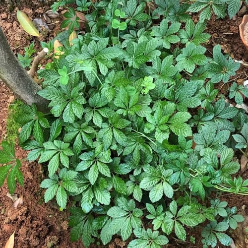 semillas de jiaogulan de orgánicas, balcón Comprar de la jiaogulan de perennes cocina de jardín 200pcs