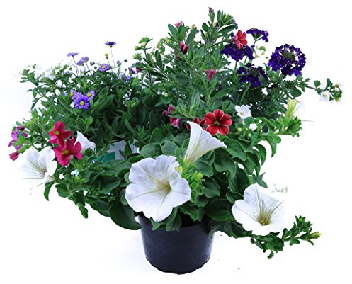 Sommerblumen Trio Set Nr.4, 3 bunte Trio Beet und Balkonblumen (z.B. mit Zauberglöckchen, Verbenen, Petunia, Gänseblümchen...)