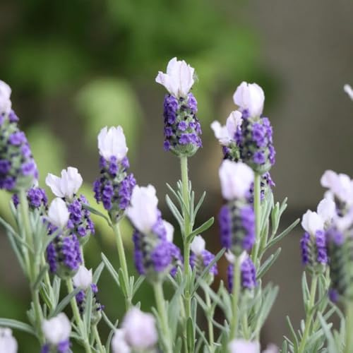 semi di lavanda - raro resistenti,balcone decorazioni giardino per esterni varietà antiche biologiche interna roccioso 400pcs