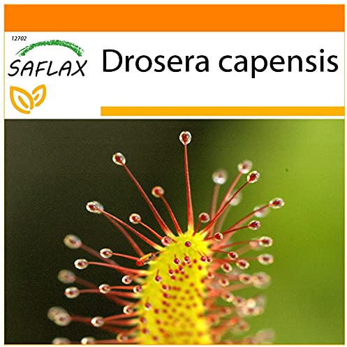 SAFLAX - Garden in the Bag - Sileshår - 200 Frön - Med underlag i en passande resväska - Drosera capensis