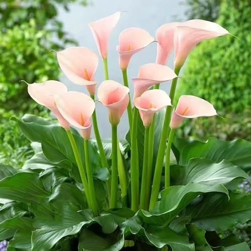 10 Pcs Calla Pflanze Winterhart Zwiebeln - Zantedeschia Aethiopica - Garten Blumen, Gartenbedarf Calla Lilien Knollen, Blumen Winterhart, Bienenfreund Balkon Blumen, Pflanzen Züchten