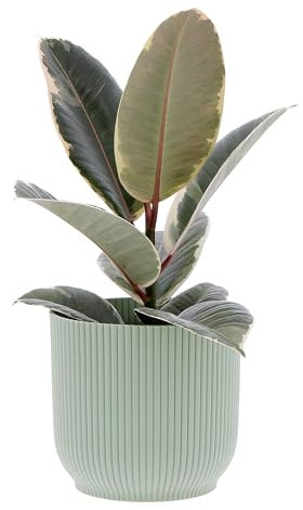 KENTIS - Ficus Elastica Tineke - Piante Vere da Interni Purifica Aria - Pianta da Appartamento Ornamentale - H 30-40 cm Vaso Ø 12 cm