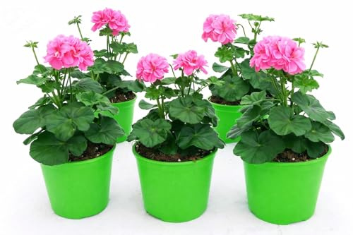 POWERS TO FLOWERS - GERANIO EDERA DOPPIO HERCULES, PELARGONIUM, 5 PIANTE VASO 14, ROSA, piante vere