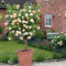 Pinkdose 200 Sämling Echter Osiria-Rosenbaum-Bonsai Frische seltene Rosa Chinensis Dendroidal-Rosen-Blume im Freienbaum-Bonsai: Mehrfarbig