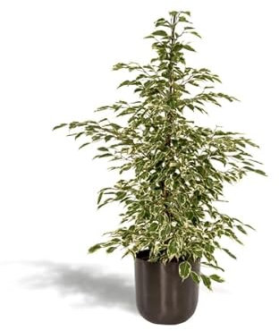 Ficus benjamina Twilight – Ø 21 cm – 95 cm + kruka mayk bly