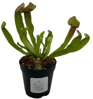 Sarracenia 'Maroon' Carnivorous Pitcher Plant