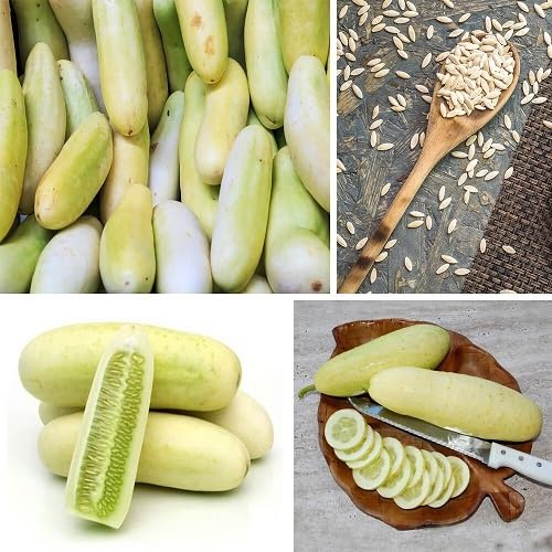 100 piezas de semillas de pepino blanco