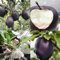 150 piezas de piel negra para semillas de manzana, deliciosas plantas de frutas bonsái, decoración del hogar, jardín, semillas de manzana para mujeres, hombres, niños, principiantes, jardineros regalo