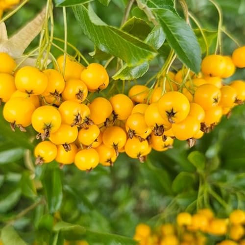 85 pcs bonsai baum feuerdorn samen, bio saatgut alte sorten obstbäume kaufen zimmerpflanze obstbäume deko pflanzen bio saatgut bonsai tree indoor garten geschenk pflanzendeko säulenobst