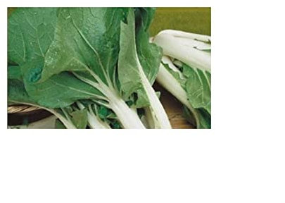 Pack of 600 Pak Choi Xotica Collection Vegetable Brassica Pekinensis Plant Seeds K135 - Seeds Plants Shop Seed Bench Pullingen Patrik Ipsa