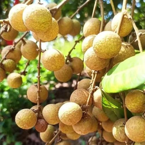 semillas de dimocarpo columnar decoración semillas jardin resistentes al invierno para 40pcs