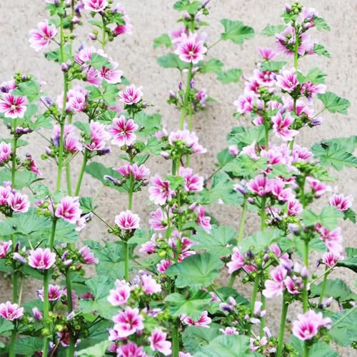 40 piezas semillas de malva perenne - semillas silvestres perennes resistentes, del balcon
