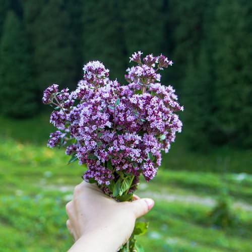 maggiorana per giardino di aromatiche da interno semi di maggiorana vegetali esotiche da balcone rialzate semi biologici, resistenti all'inverno 100semi