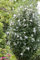 Hibiskus 'Speciosus' 5L Topf, 80cm Stamm - Winterharte Gartenpflanze, Blütenstrauch, Rosa Blüten