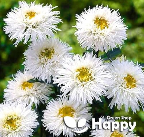 Crazy Daisy 200 seeds + Plant tag + Freebie - cut flower - Chrysanthemum leucanthemum