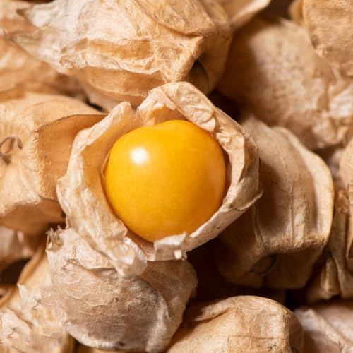 semi di Physalis, frutteto per giardinieri aromatiche da giardino da giardino roccioso vecchie varietà frutto colonnari frutto colonnare serre balcone 300pcs