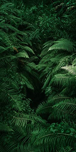 wandmotiv24 Türtapete Farne, Pflanzen, Urwald, Dschungel, Grün 80 x 200cm (B x H) - Dekorfolie selbstklebend Sticker für Türen, Türfolie, Aufkleber, M1361