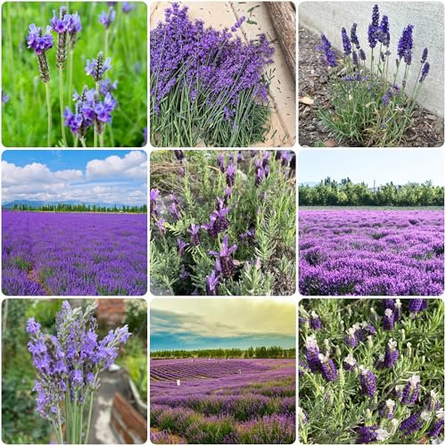 lavendel samen, lavendelsamen blumenwiese samen draußen gartenpflanzen gartenkräuter lavendelblüten pflanzenkübel topfpflanzen hochzeitsstrauß gartensamen Seltene Pflanzen Serie 550pcs