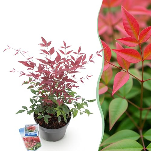 GreenboutiQ - Plante de jardin - Nandina Obsessed - Rouge - 1 Plante - Persistante - Peu d'entretien - Pot 17cm Hauteur 35-45cm
