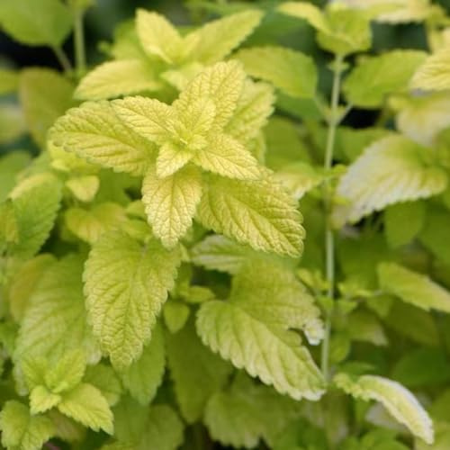 semi di melissa - copertura del terreno giardino esotiche 150pcs