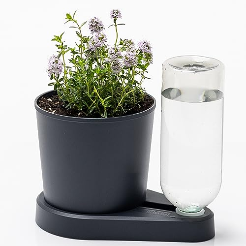 greevi kräuterheld | Selbstbewässernder Pflanztopf für Küchenkräuter | Made in Germany | Kunststoff (Standard, anthrazit)