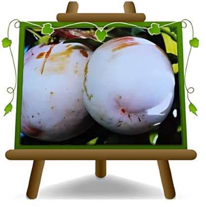 EURO PLANTS VIVAI Prunier Son Gold plante fruitière en pot 24/26 cm hauteur maximale 180 cm - Âge 4 ans