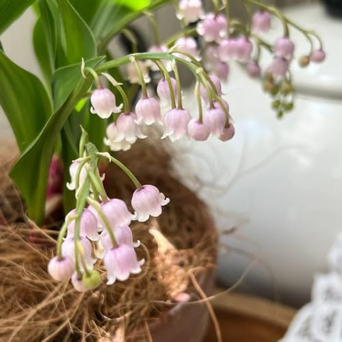 bulbos de lirio de los valles - resistentes jardín temprana balcón 10pcs