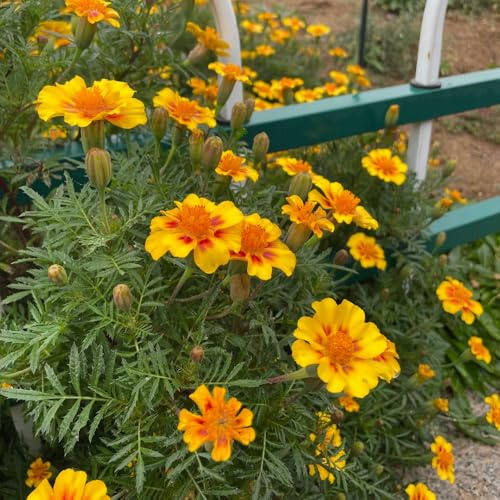 Semi di calendula biologici - decorazione balcone copertura del terreno 100pcs