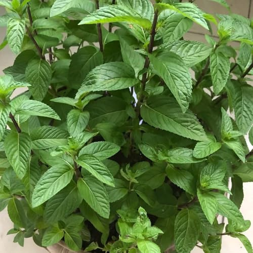 semi di menta piperita biologici - esotiche decorative estremamente resistenti da balcone in serra 25pcs
