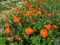Orangerote Nelkenwurz Geum coccineum 100 Samen
