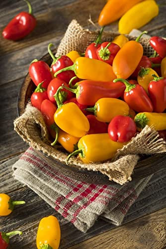 Poivron, Piment doux 'MINI MIX' 20 Graines