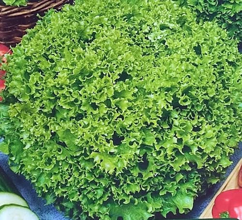 900 Samen Blattsalat Lollo Bionda Pflücksalat Salat Kopfsalat