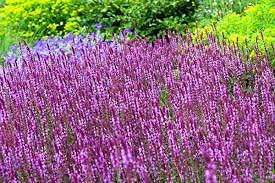 Salbei Rosakönigin 25 Samen, Ziersalbei, (Salvia nemorosa)