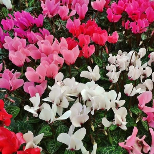 1 PIANTA DI CICLAMINO COLORI ASSORTITI FUCSIA BIANCHI ROSSI VASO 14CM PERENNE