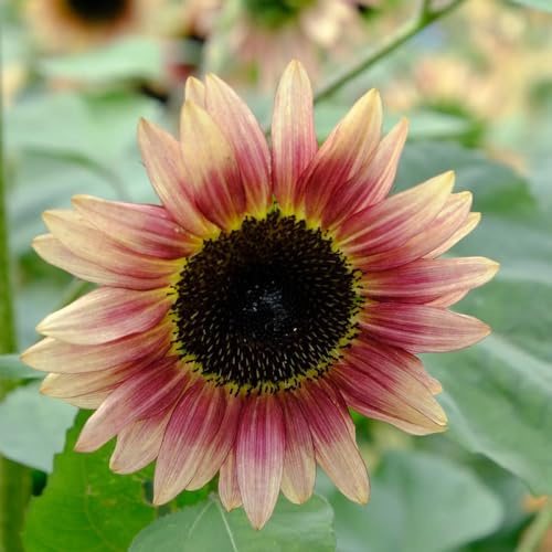 semillas decorativas de girasol - jardín, sombra de girasol perennes resistentes, balcón, regalos de jardín para mujeres, 100pcs